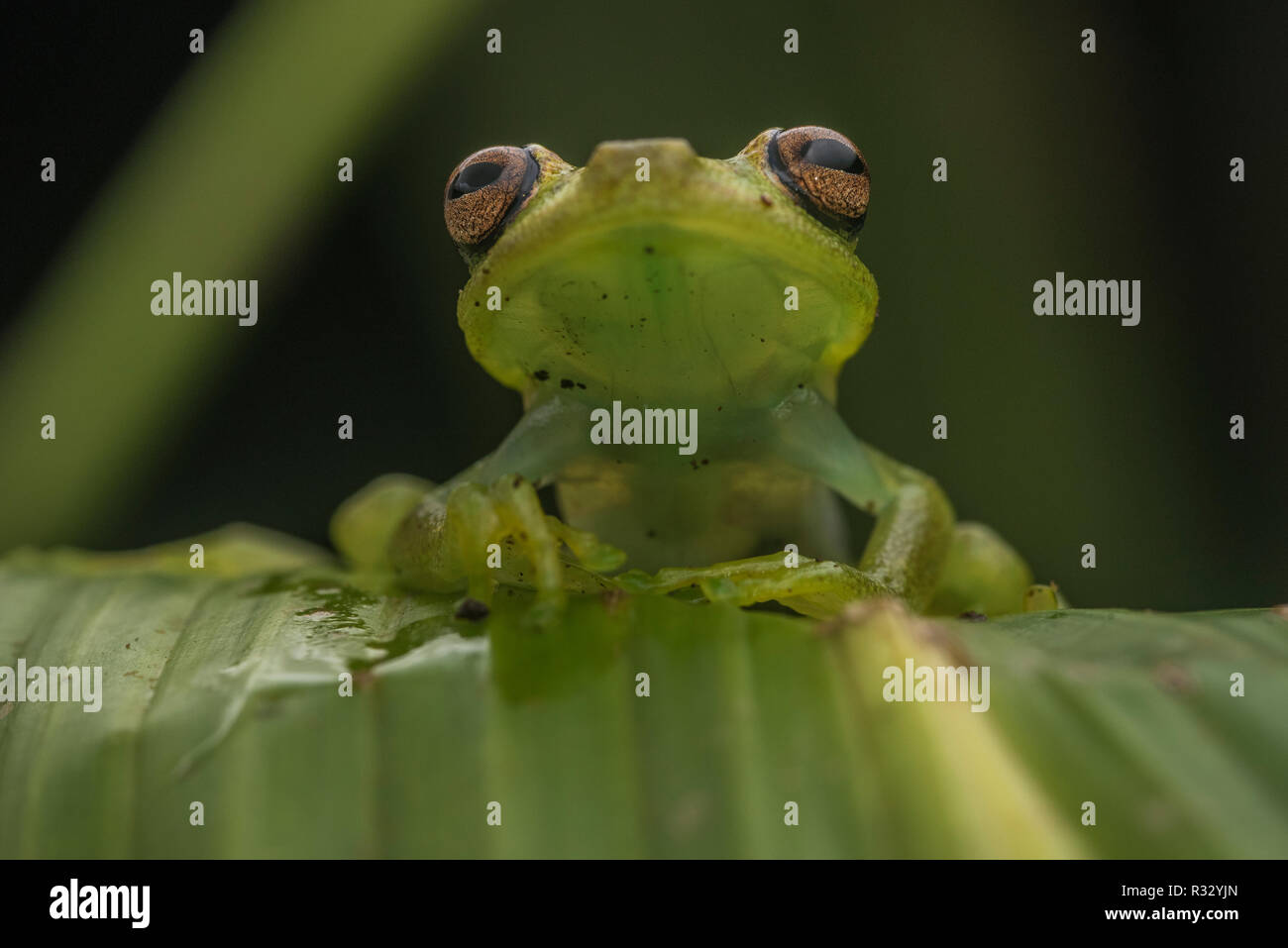 La grenouille à pois (Boana punctata) à partir de la jungle péruvienne, cette espèce s'allume sous la lumière UV. La grenouille d'abord connu pour le faire. Banque D'Images