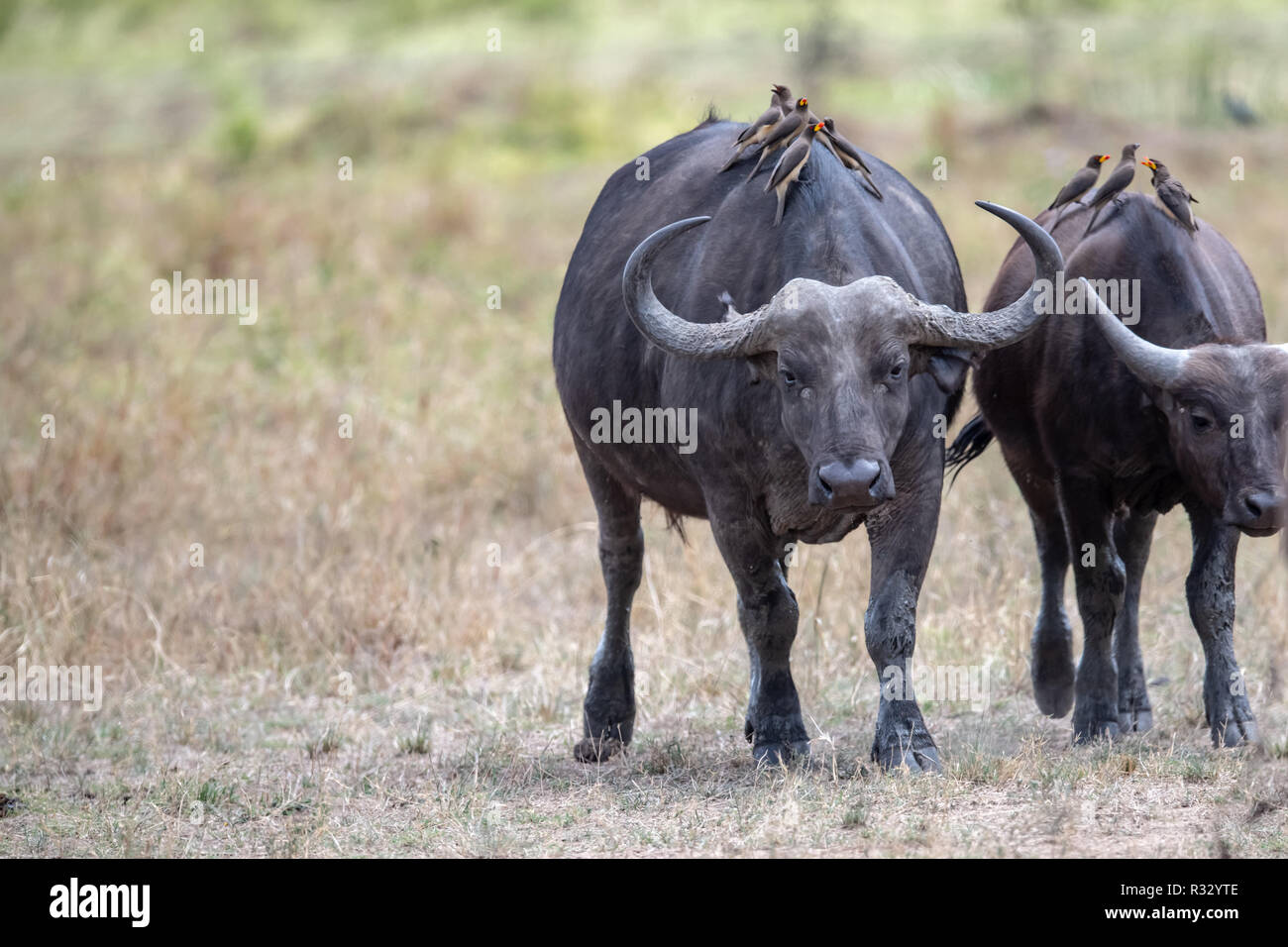 Buffle d'Afrique (Syncerus caffer caffer) au Kenya, Afrique de l'Est Banque D'Images