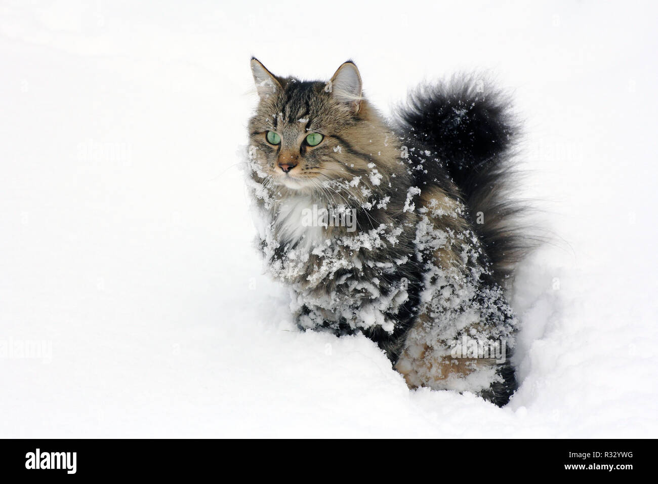Chat norvégien dans la neige Banque D'Images