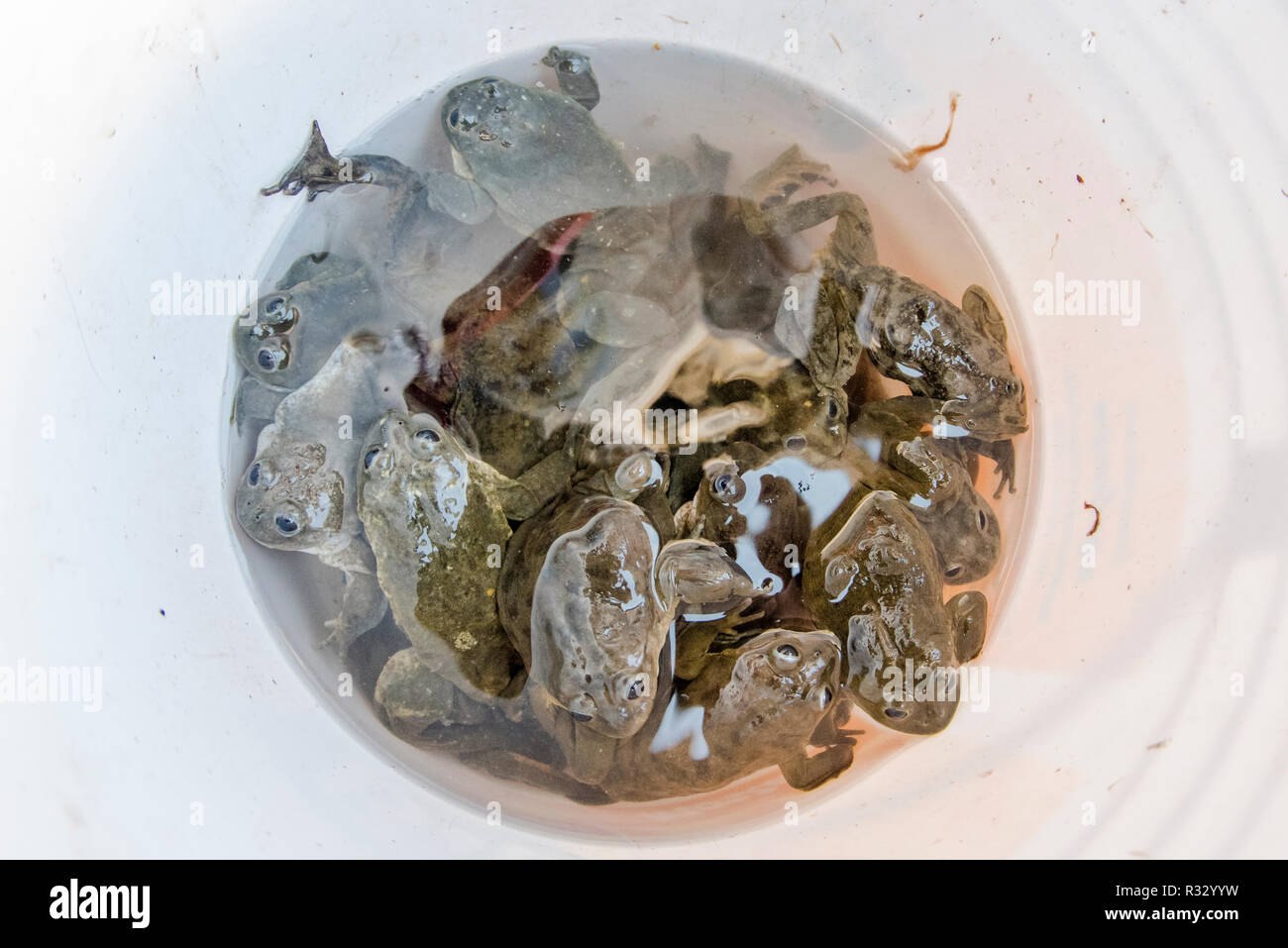 Un seau d'eau en marbre les grenouilles (Telmatobius marmoratus) dans un seau dans le marché de San Pedro, Cusco. Ils seront utilisés pour les 'frog' smoothies. Banque D'Images