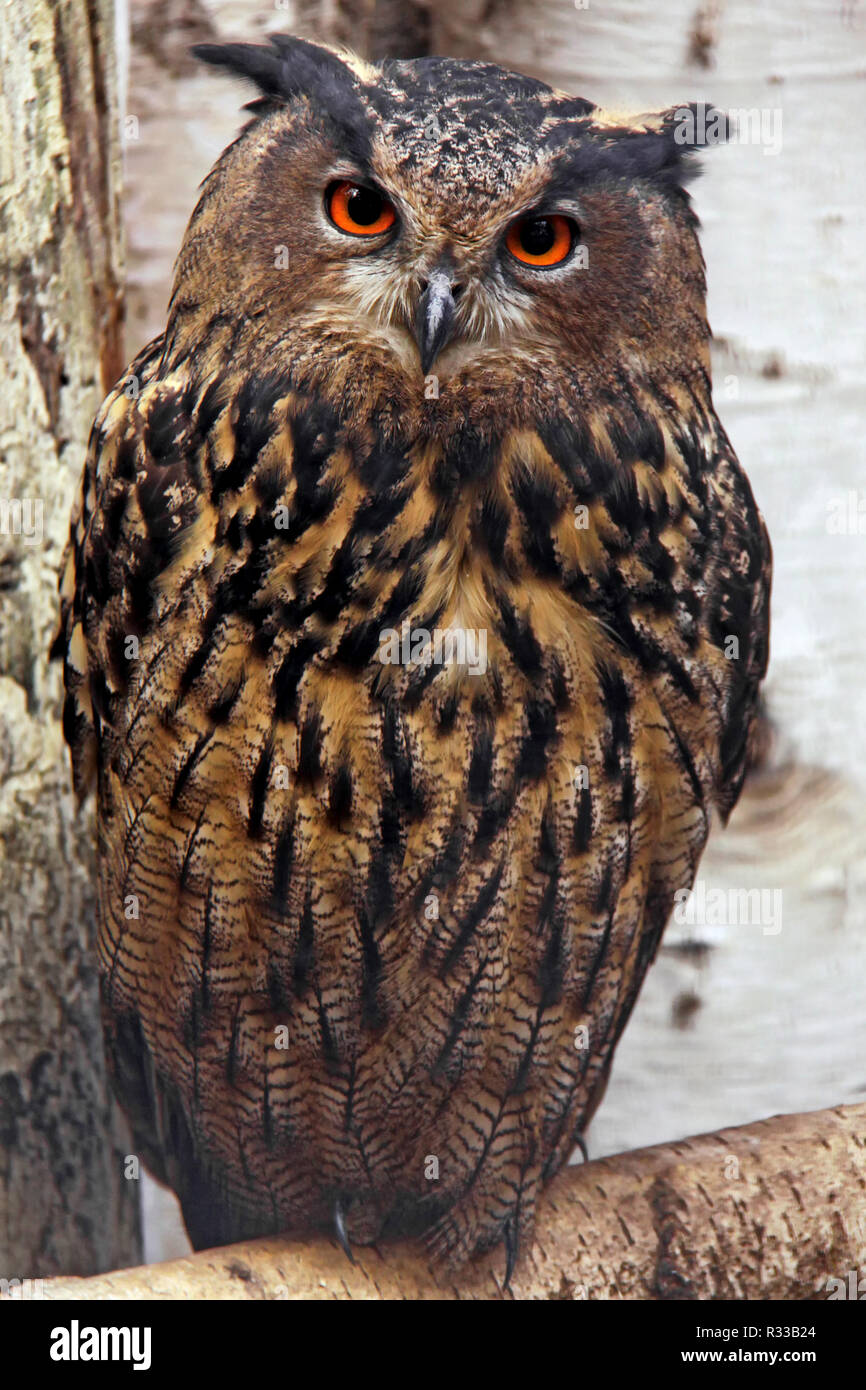 Eagle owl (Bubo bubo) Banque D'Images