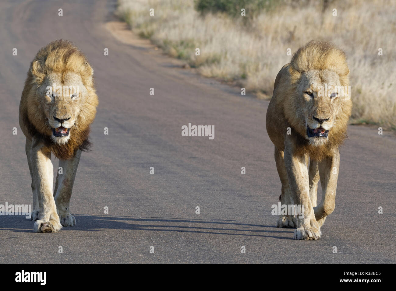 Les lions d'Afrique (Panthera leo), deux hommes adultes, l'un d'eux à moitié aveugle, marchant côte à côte sur une route goudronnée, Kruger National Park, Afrique du Sud Banque D'Images