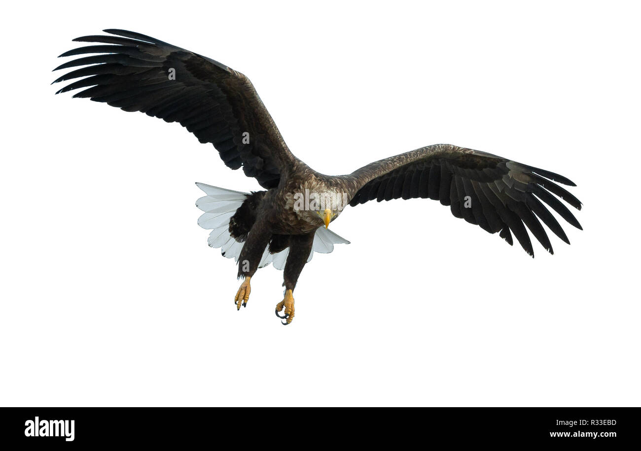 À queue blanche adultes en vol. Vue de face. Isolé sur fond blanc. Nom scientifique : Haliaeetus albicilla, également connu sous le nom de ern, erne, eag gris Banque D'Images
