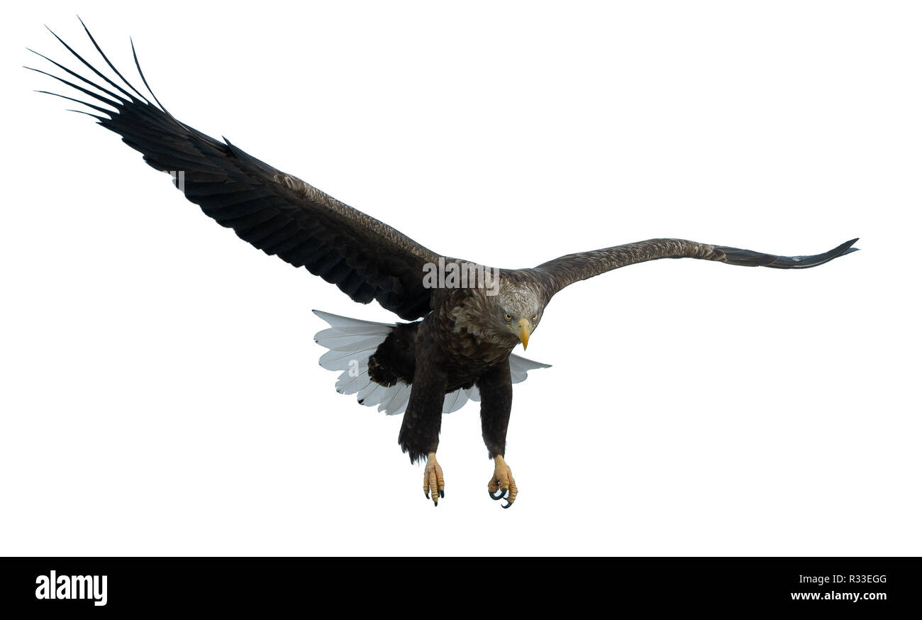 À queue blanche adultes en vol. Vue de face. Isolé sur fond blanc. Nom scientifique : Haliaeetus albicilla, également connu sous le nom de ern, erne, eag gris Banque D'Images