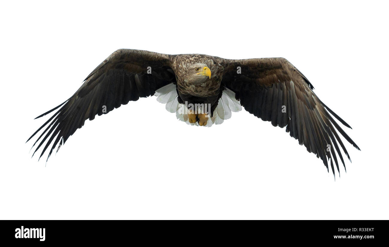À queue blanche adultes en vol. Vue de face. Isolé sur fond blanc. Nom scientifique : Haliaeetus albicilla, également connu sous le nom de ern, erne, eag gris Banque D'Images