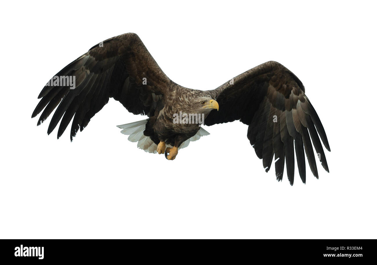 À queue blanche adultes en vol. Vue de face. Isolé sur fond blanc. Nom scientifique : Haliaeetus albicilla, également connu sous le nom de ern, erne, eag gris Banque D'Images