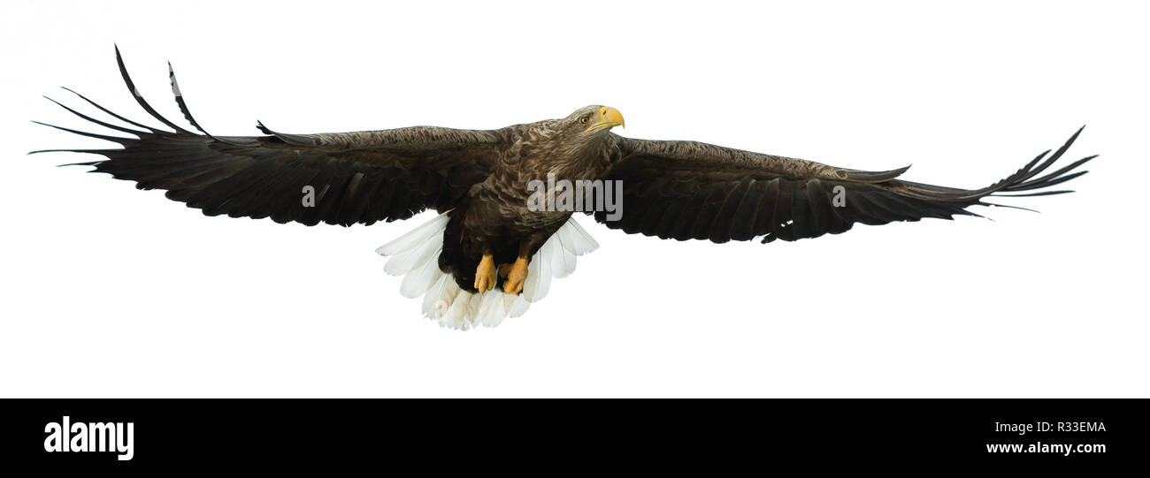 À queue blanche adultes en vol. Vue de face. Isolé sur fond blanc. Nom scientifique : Haliaeetus albicilla, également connu sous le nom de ern, erne, eag gris Banque D'Images