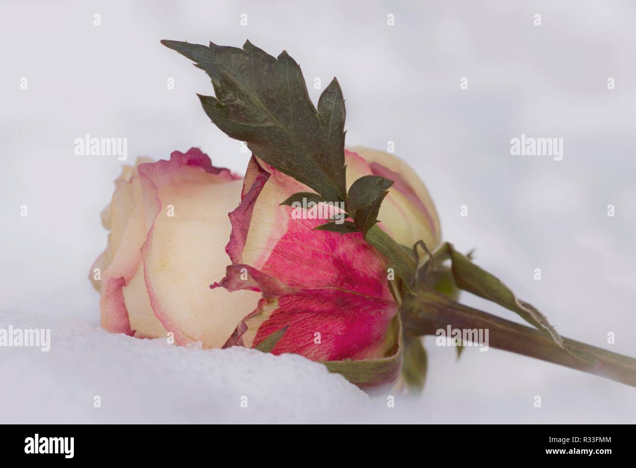 Au revoir rose Banque D'Images