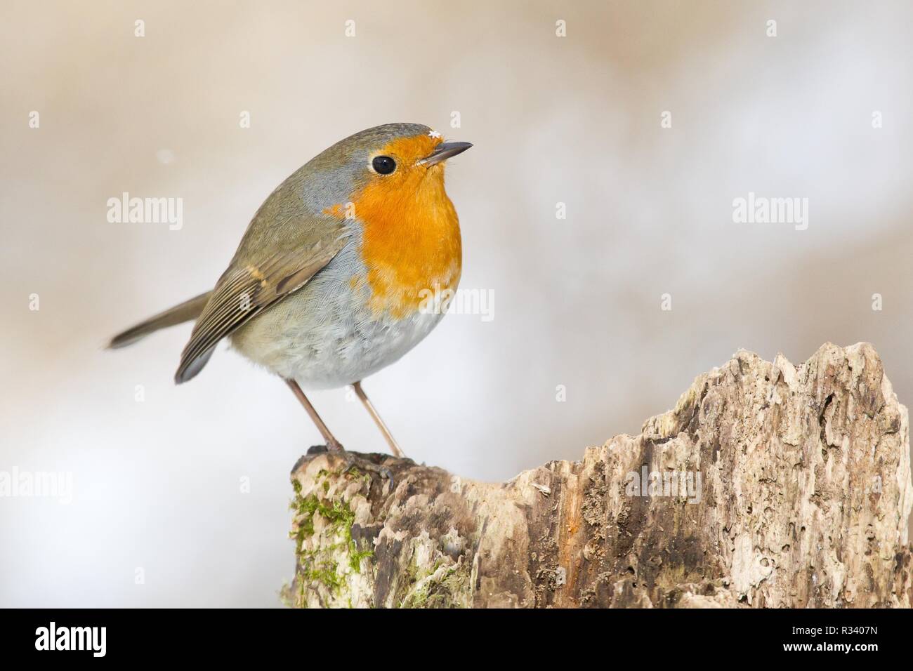 Robin baum Banque de photographies et d’images à haute résolution - Alamy