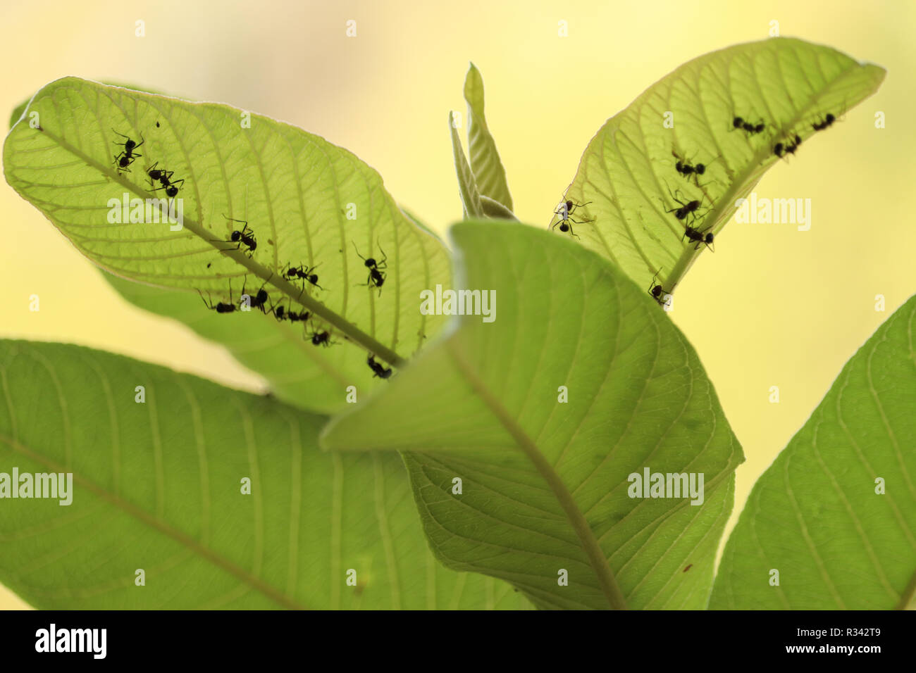 Les fourmis coupeuses de feuilles Banque D'Images