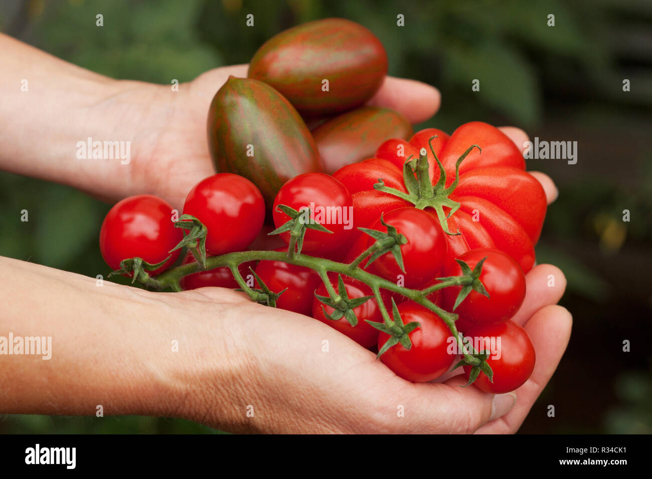 Main pleine de tomates Banque D'Images