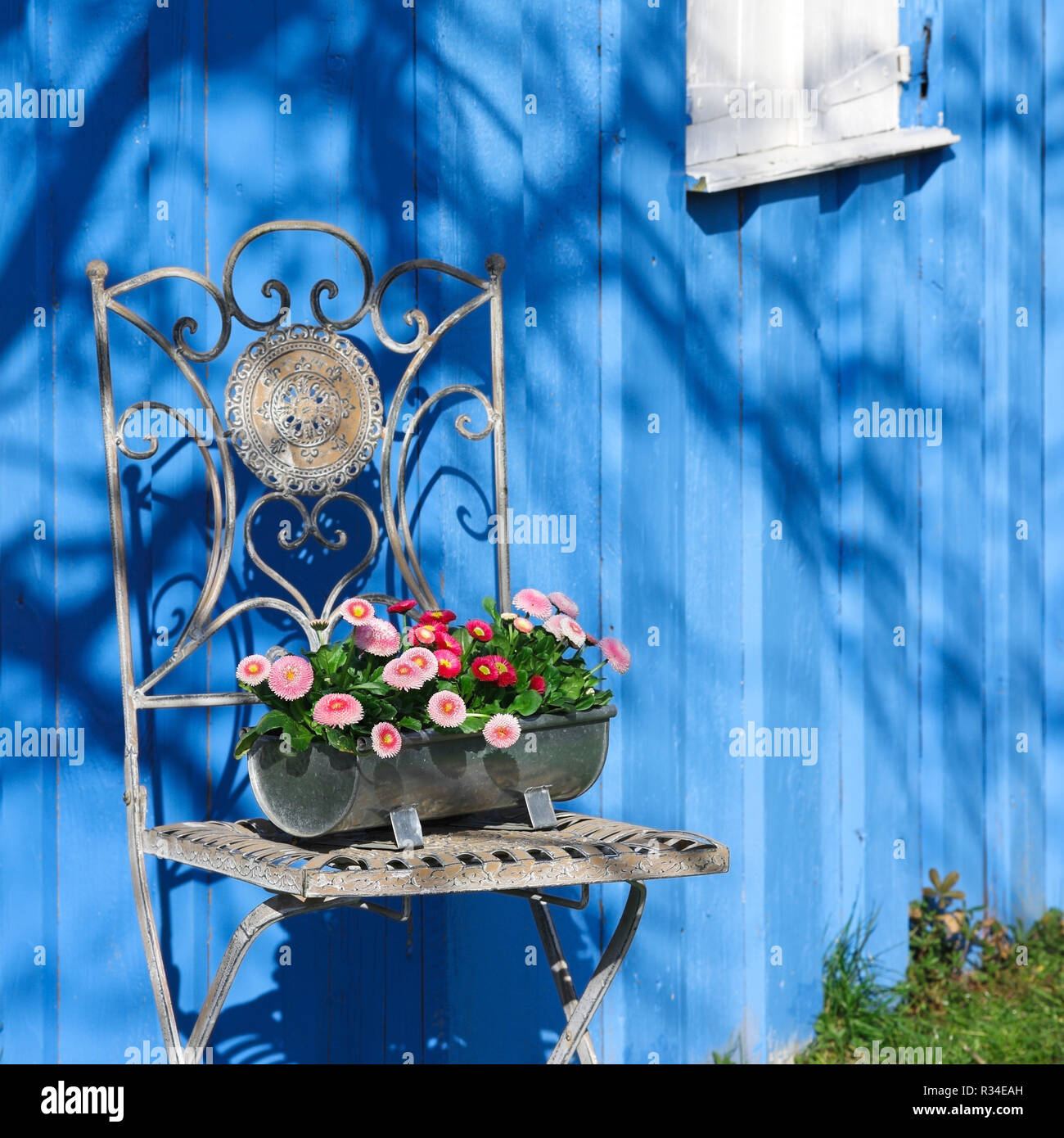 Chaise de jardin avec Daisy Banque D'Images