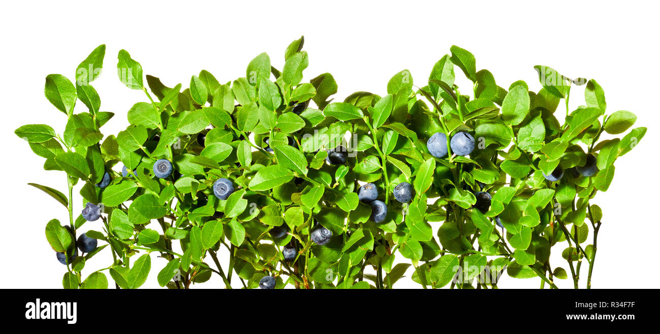 Bush de bleuets avec des fruits mûrs sur un fond blanc. Banque D'Images