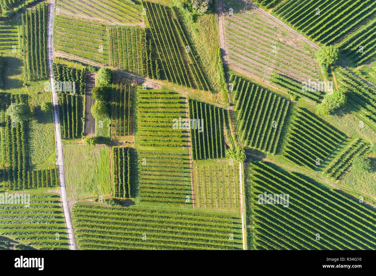 Vue aérienne sur le vignoble Banque D'Images