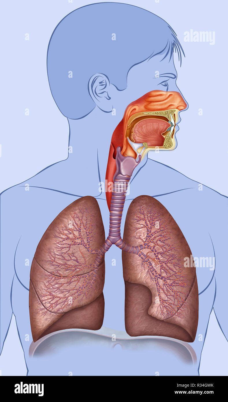 Sistema respiratorio Banque D'Images