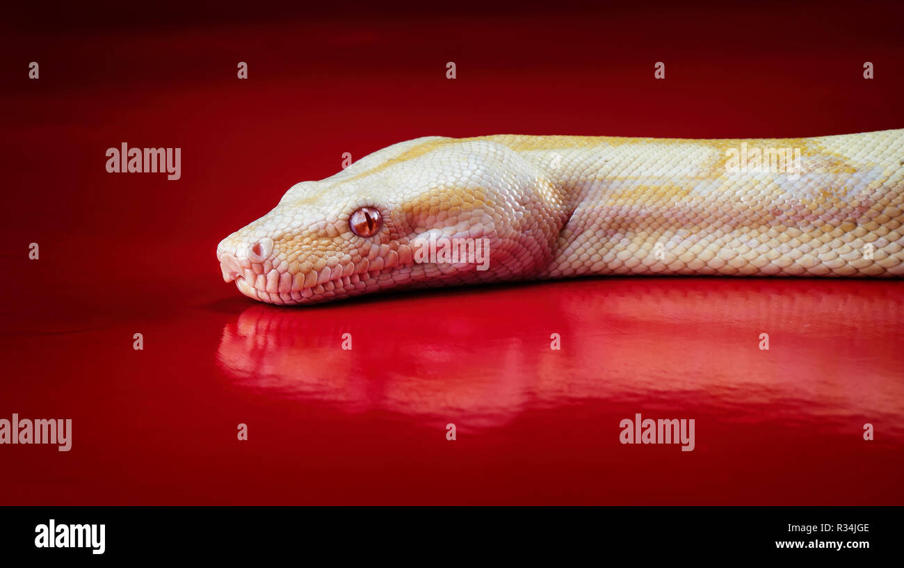REGINA 'PYTHON ALBINOS Contraste élévé' Python royal Banque D'Images