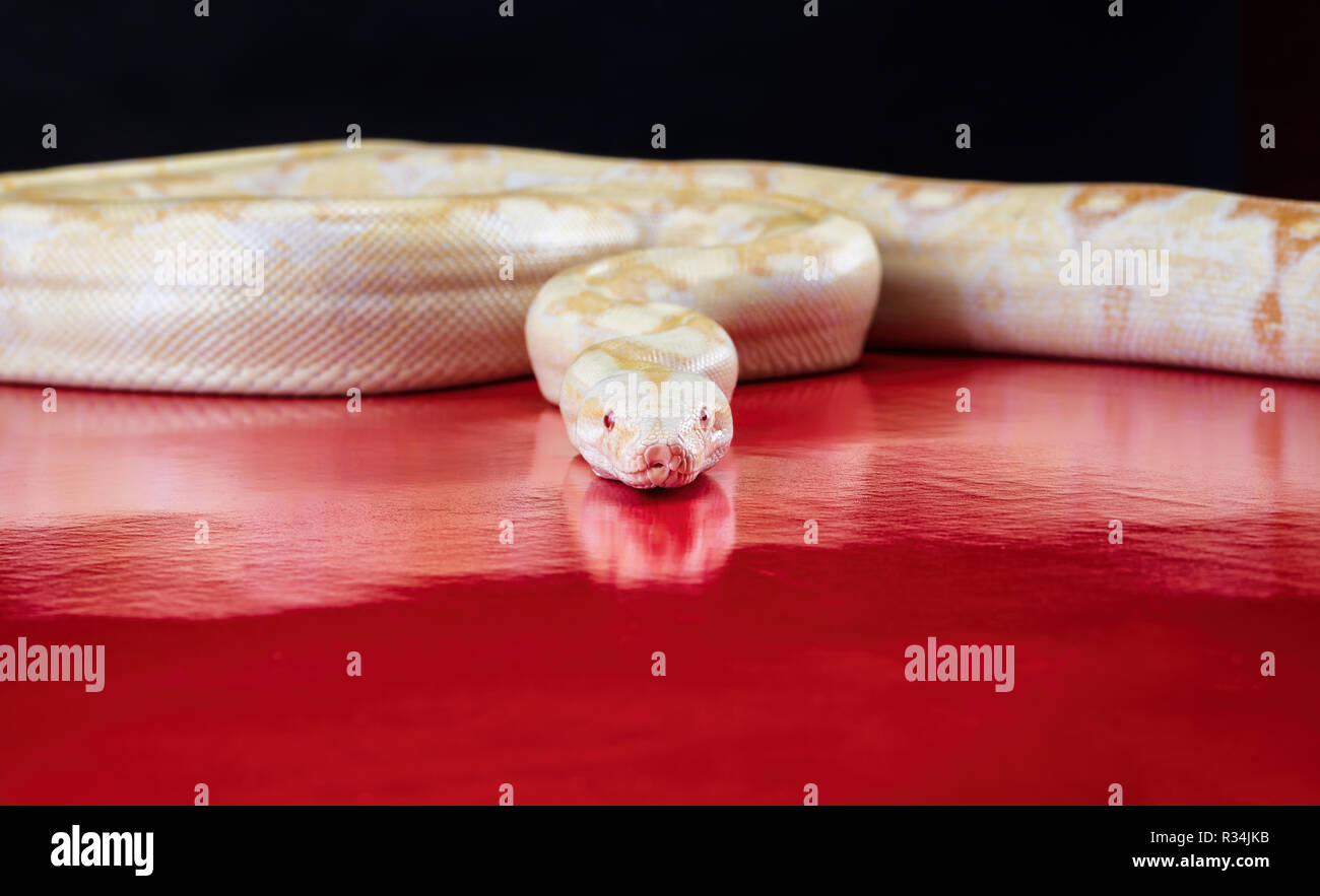REGINA 'PYTHON ALBINOS Contraste élévé' Python royal Banque D'Images