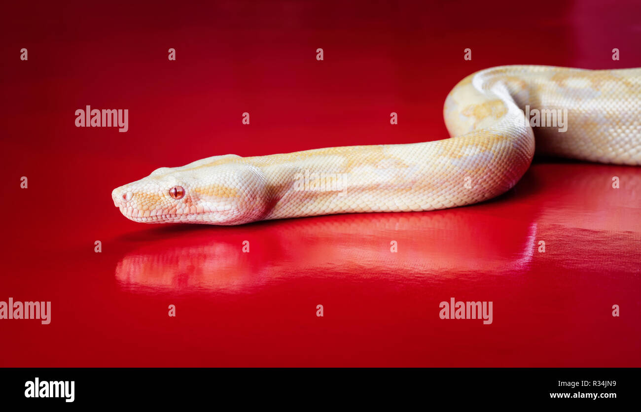 REGINA 'PYTHON ALBINOS Contraste élévé' Python royal Banque D'Images