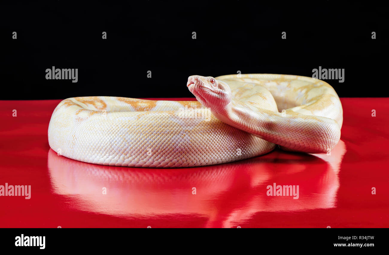 REGINA 'PYTHON ALBINOS Contraste élévé' Python royal Banque D'Images