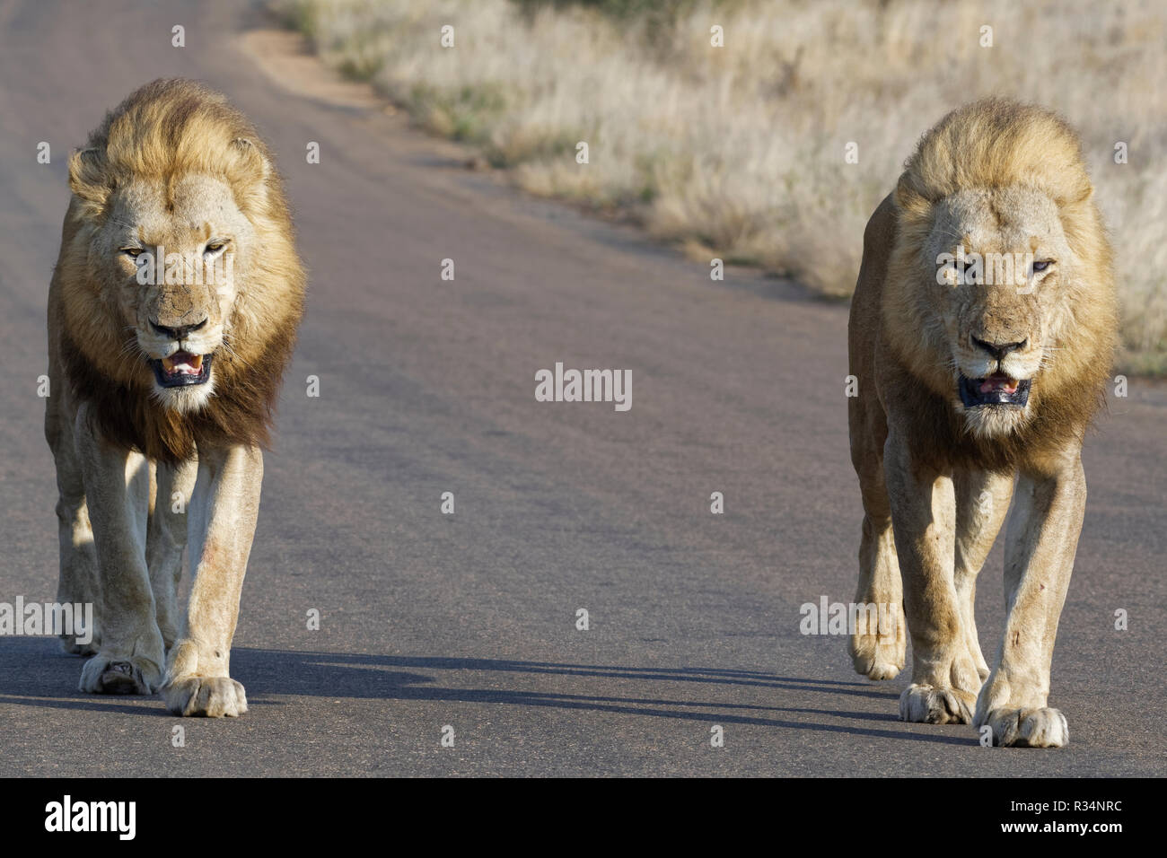 Les lions d'Afrique (Panthera leo), deux hommes adultes, l'un d'eux à moitié aveugle, marchant côte à côte sur une route goudronnée, Kruger National Park, Afrique du Sud Banque D'Images