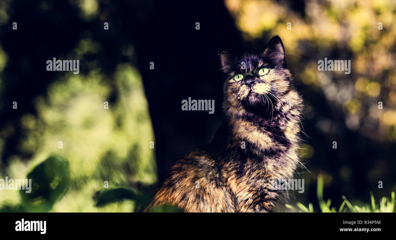 Les yeux verts de Nice chat avec la face avant et arrière-plan flou charmant Banque D'Images