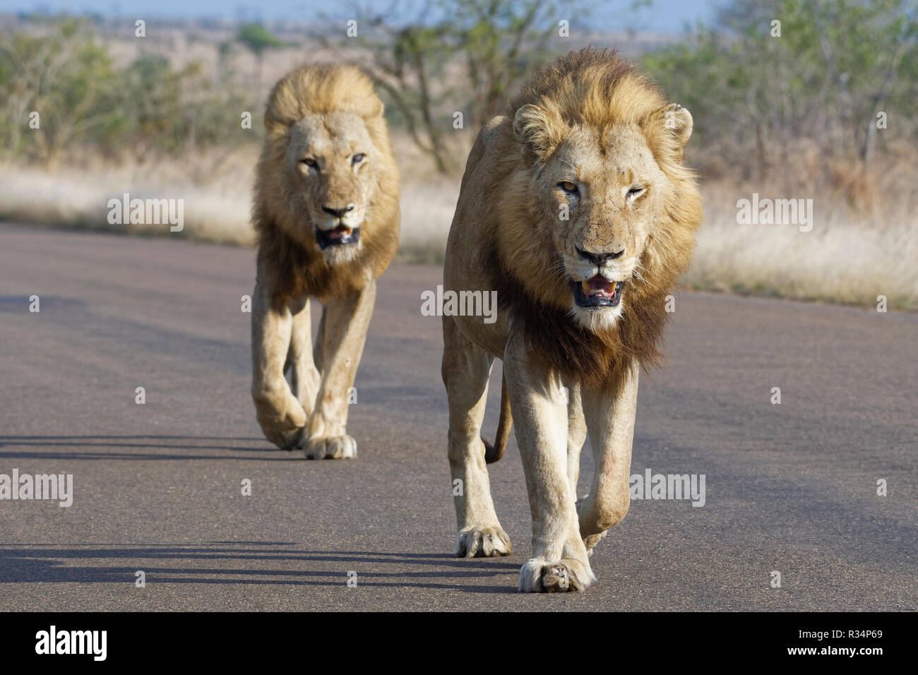 Les lions d'Afrique (Panthera leo), deux hommes adultes, l'un d'eux à moitié aveugle, marchant sur une route goudronnée, Kruger National Park, Afrique du Sud, l'Afrique Banque D'Images