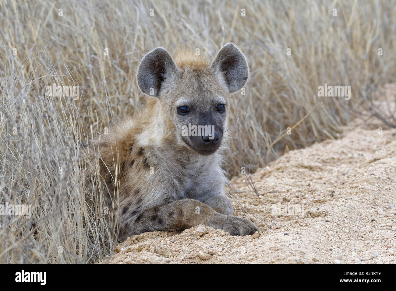 L'hyène tachetée ou rire hyène (Crocuta crocuta), Cub, en bordure d'un chemin de terre, Kruger National Park, Afrique du Sud, l'Afrique Banque D'Images