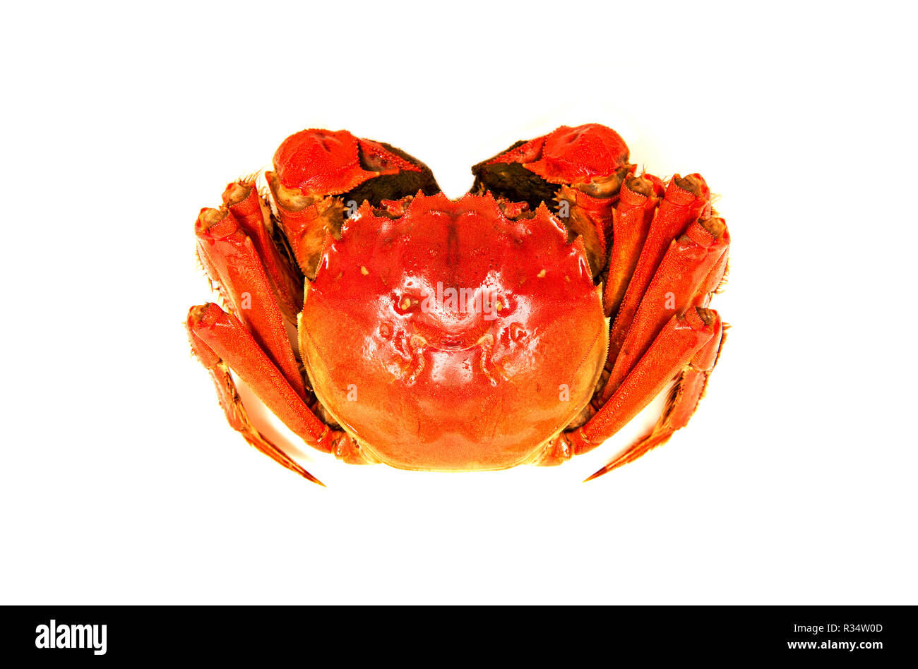 Chinois cuit crabe poilu isolé sur fond blanc Banque D'Images