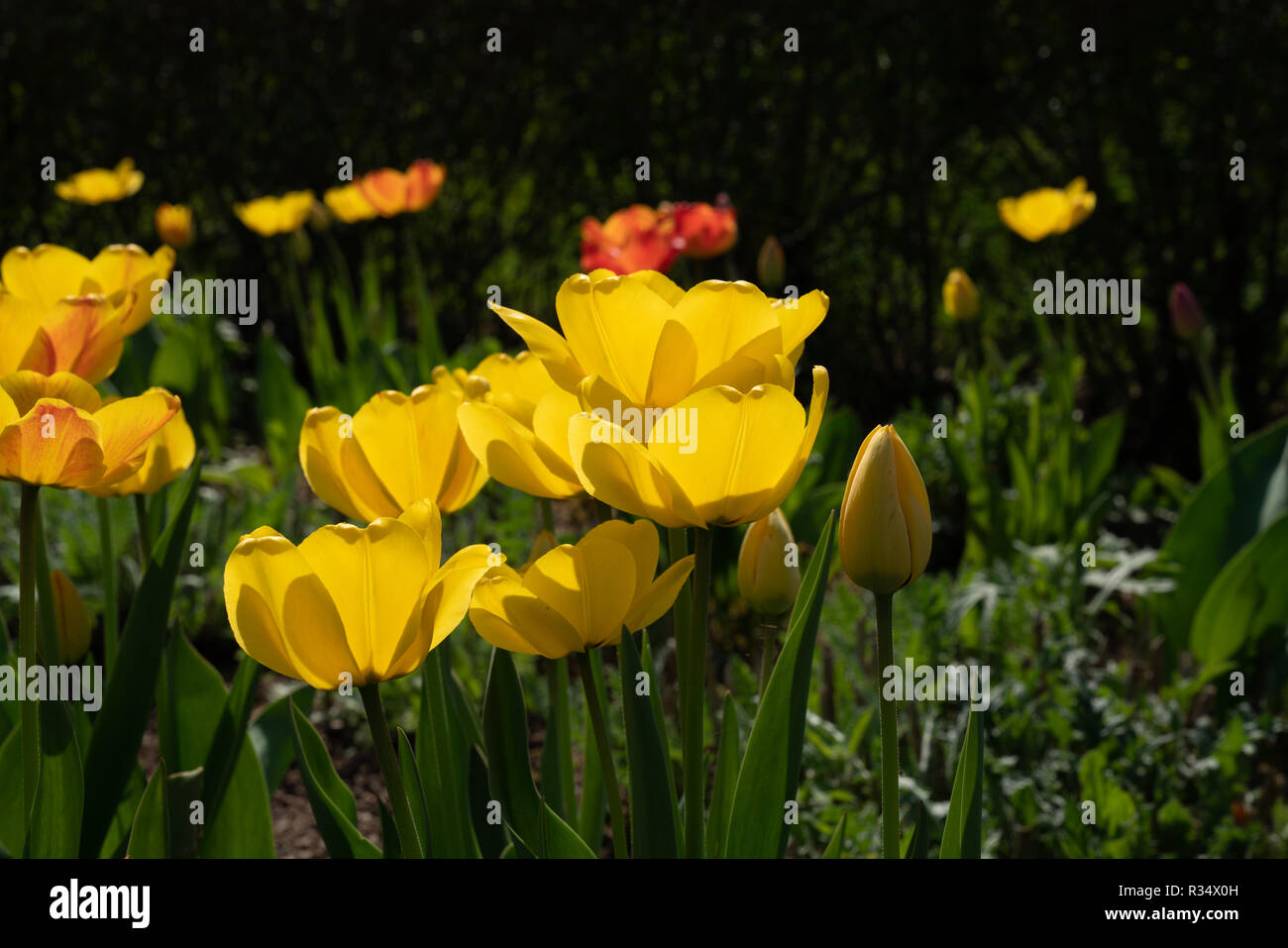 Voir ci-dessous de tulipes fleurs Banque D'Images