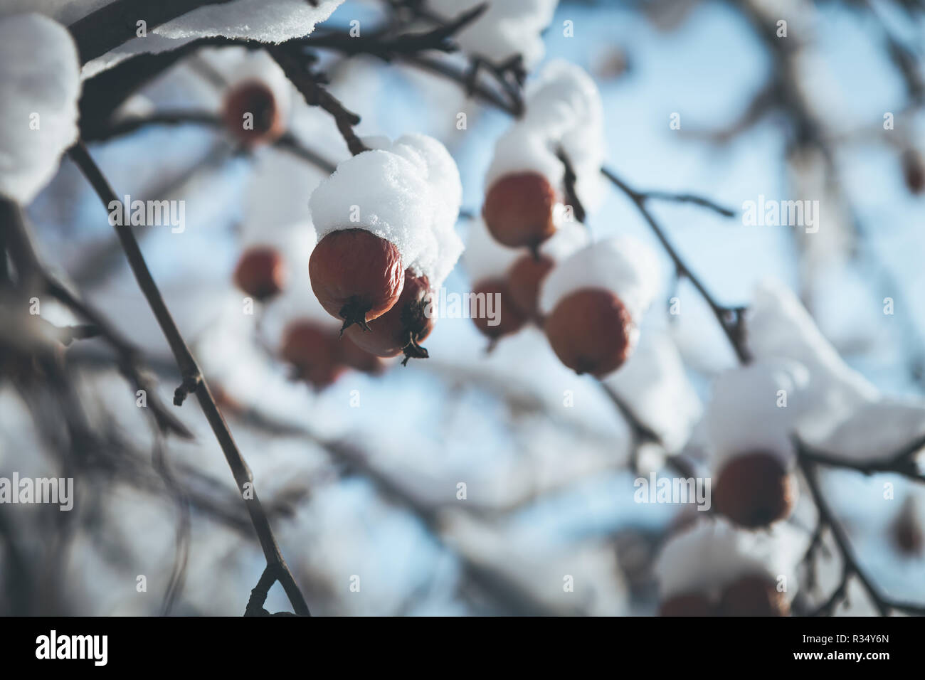 Baies d'hiver couverte de neige sur un arbre Banque D'Images