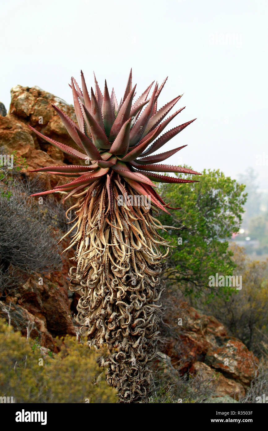 Le désert du Karoo National Botanical Garden à Worcester au pied de la rivière Hex Montagnes dans la province du Cap-Occidental en Afrique du Sud. Banque D'Images