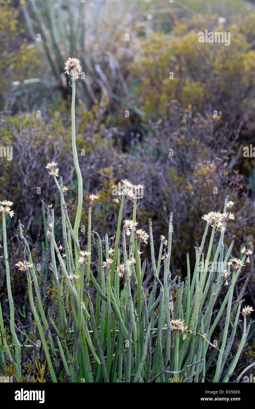 Le désert du Karoo National Botanical Garden à Worcester au pied de la rivière Hex Montagnes dans la province du Cap-Occidental en Afrique du Sud. Banque D'Images