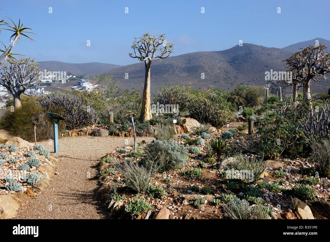 Arbres carquois (Aloidendron dichotomum) dans le désert du Karoo National Botanical Garden en Worcesterin la province du Cap-Occidental en Afrique du Sud. Banque D'Images