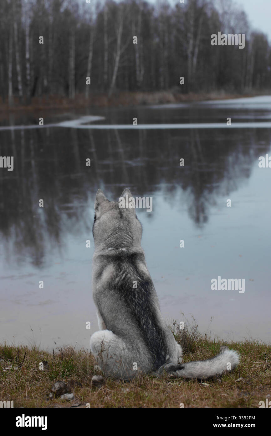 Un chien de race husky gris, s'assoit et regarde le lac sur une après-midi d'automne Banque D'Images