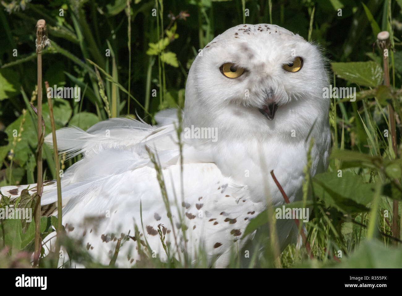 Le harfang des neiges (Bubo scandiacus) Banque D'Images