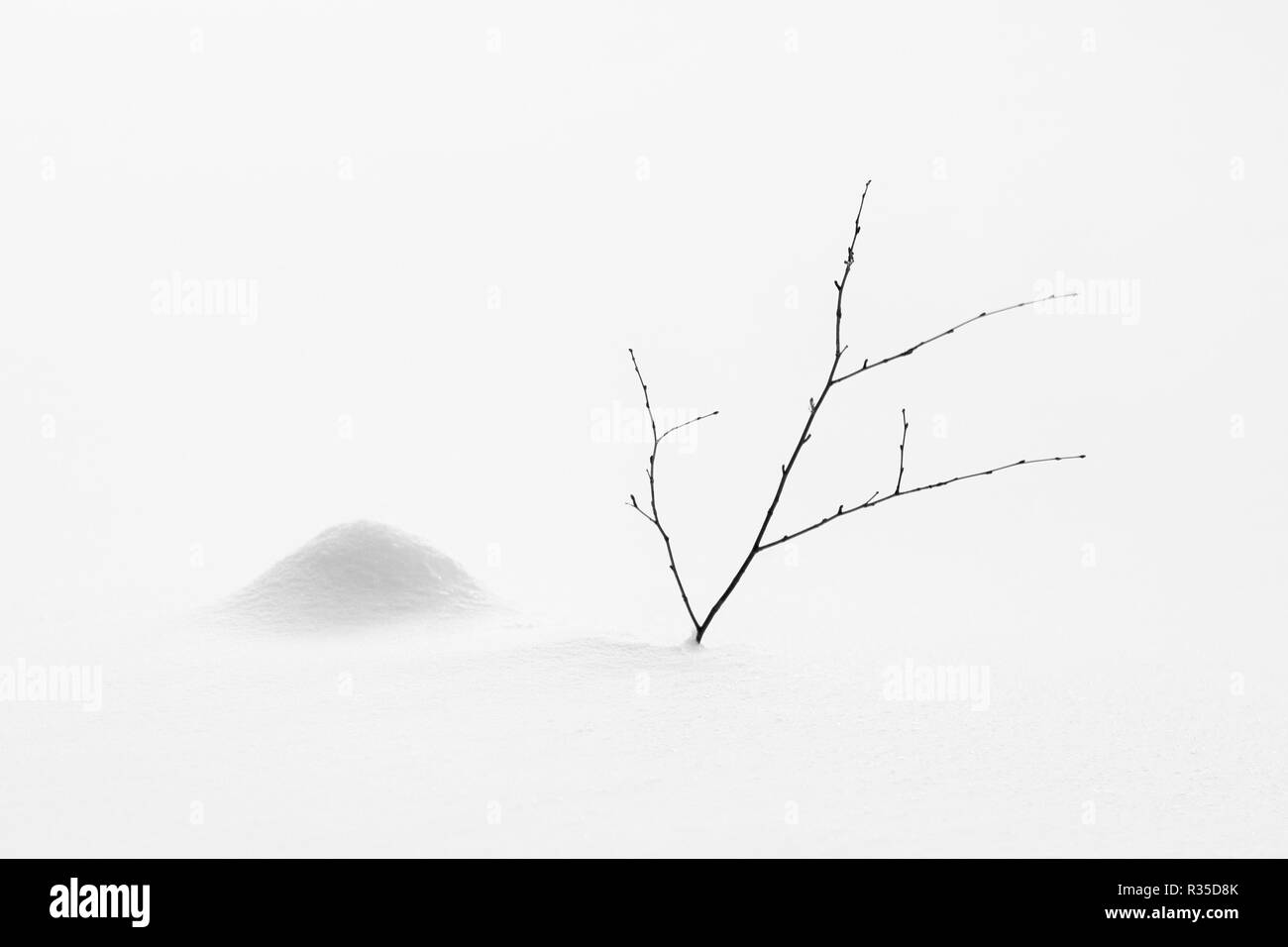 Une brindille et une pile de neige dans un paysage hivernal. Laponie finlandaise Banque D'Images