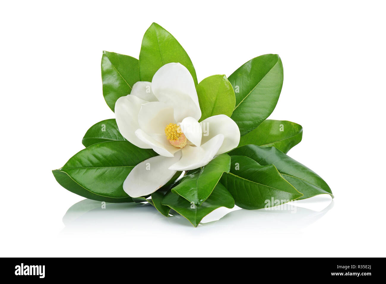 Magnolia fleurs avec des feuilles isolées sur fond blanc Banque D'Images