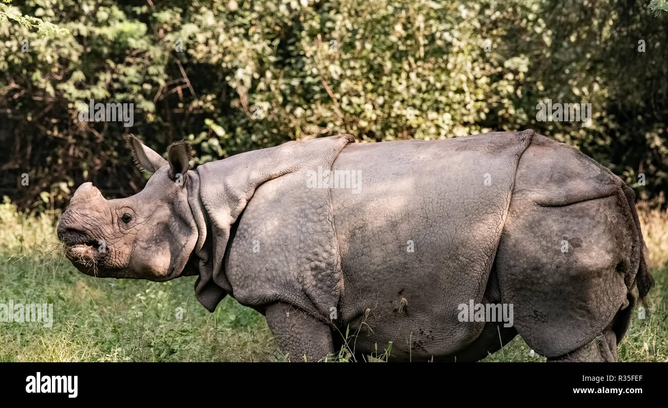 Les animaux de zoo,Rhino de mâcher de l'herbe,au zoo du champ,Delhi, la capitale nationale, de l'Inde. Banque D'Images