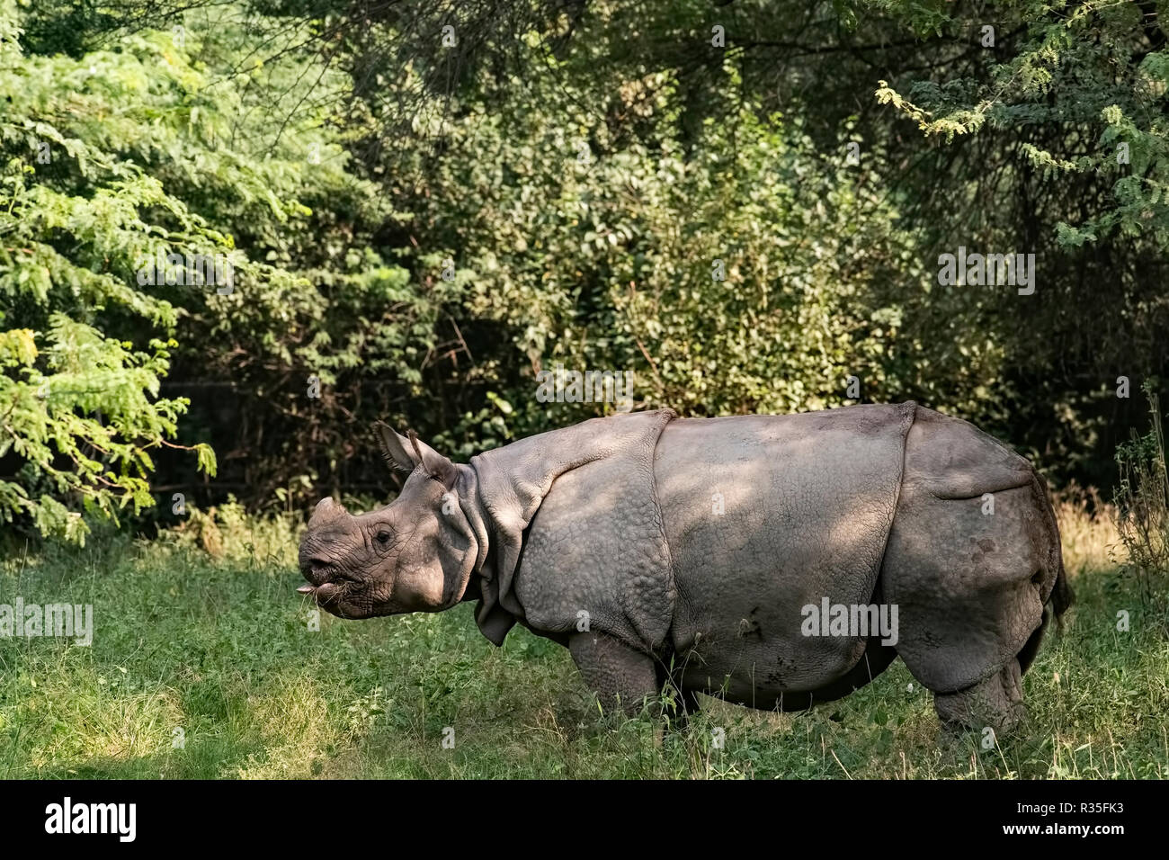 Les animaux de zoo,Rhino,manger,herbe en champ zoo de Delhi, New Delhi, la capitale nationale, de l'Inde. Banque D'Images