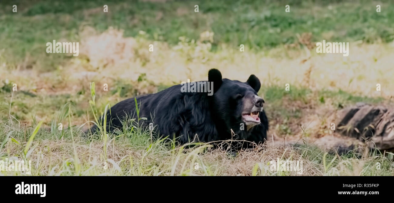 L'ours noir de l'himalaya,trouvés,se reposant dans ouverture,New Delhi,Zoo de la capitale nationale, de l'Inde. Banque D'Images
