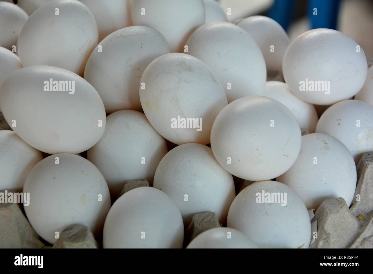 Beaucoup d'œufs de poulet (Gallus gallus domesticus) sur un carat Banque D'Images