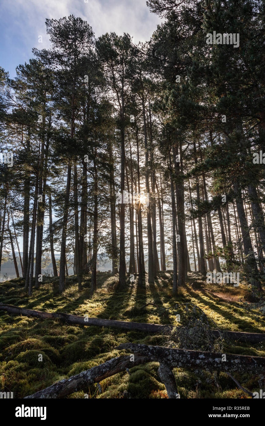 Le pin sylvestre en forêt écossaise à Abernethy dans les Highlands d'Ecosse. Banque D'Images