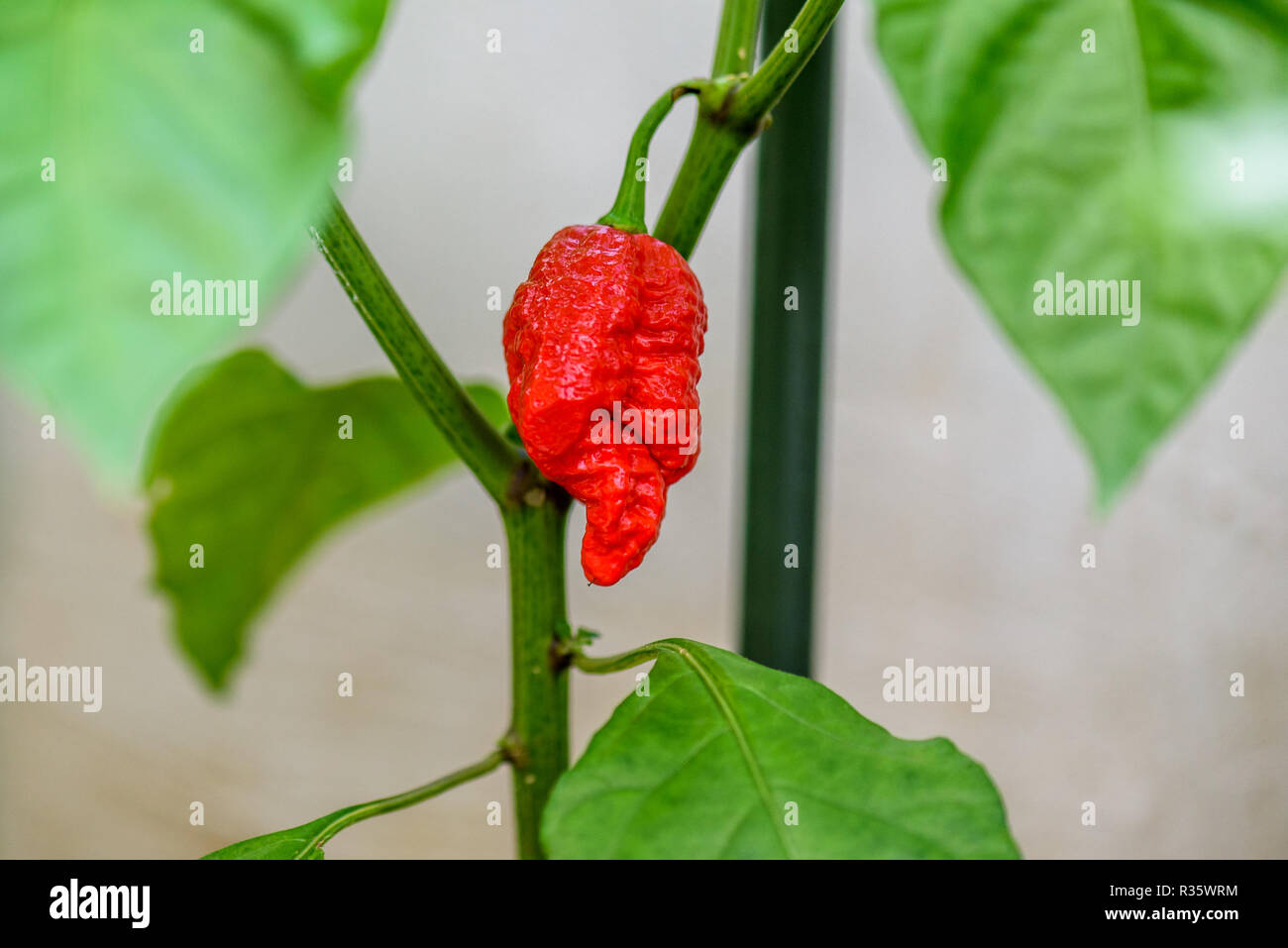 Red hot chili pepper Trinidad scorpion sur une plante. Poivron Capsicum chinense sur une plante verte avec des feuilles dans le jardin d'accueil ou une ferme. Banque D'Images