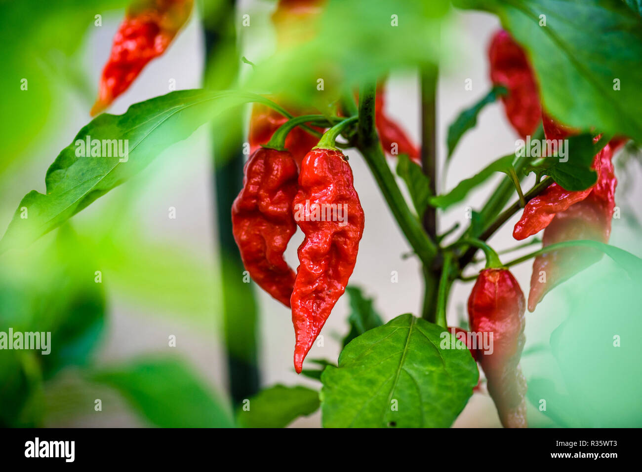 Red hot chili pepper ghost Bhut Jolokia sur une plante. Poivron Capsicum chinense sur une plante verte avec des feuilles dans le jardin d'accueil ou une ferme. Banque D'Images
