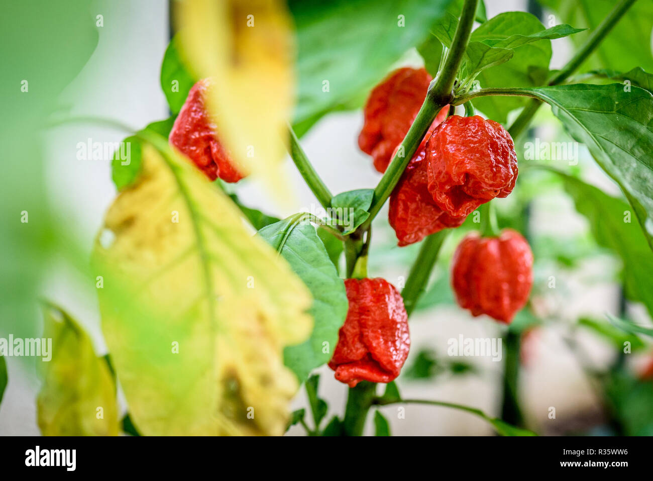 Red hot chili pepper Trinidad scorpion sur une plante. Poivron Capsicum chinense sur une plante verte avec des feuilles dans le jardin d'accueil ou une ferme. Banque D'Images