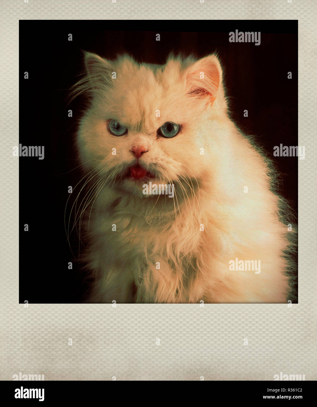 Effet Polaroid d'un chat blanc en colère Banque D'Images
