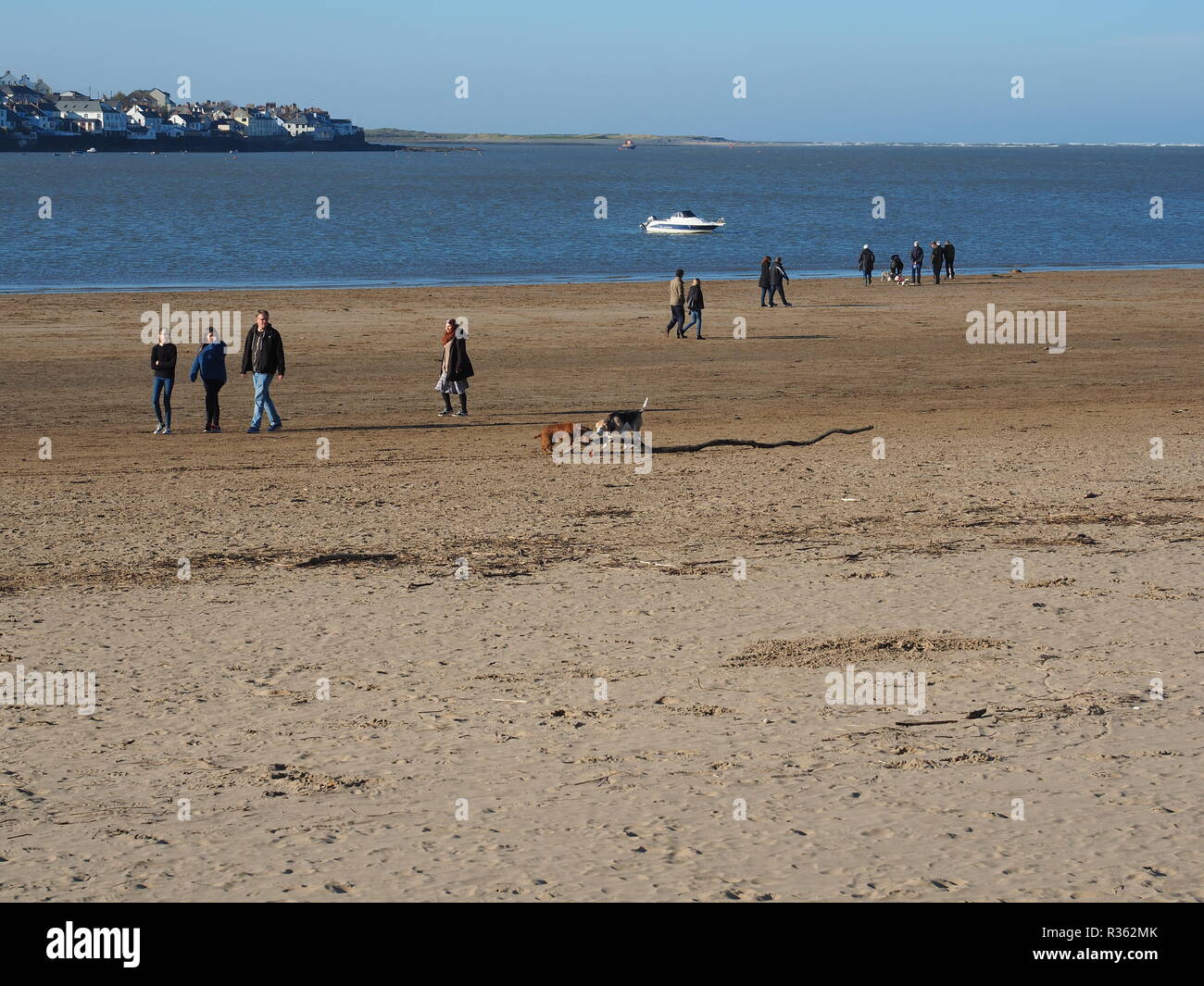 Des groupes de promeneurs de chiens sur Instow Beach North Devon UK Banque D'Images
