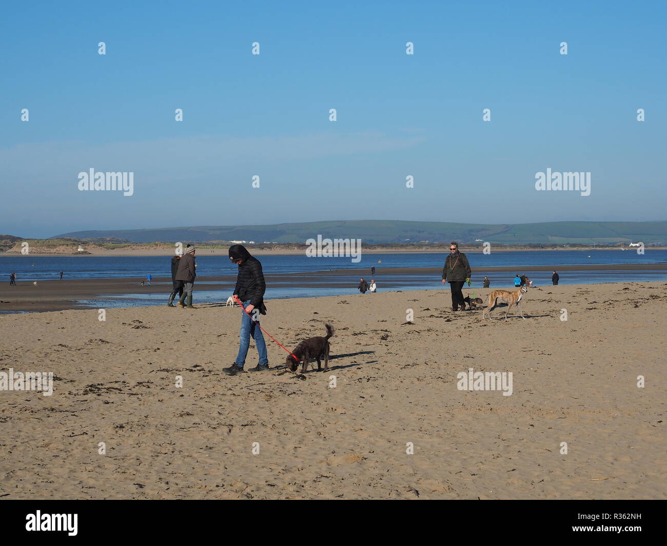 Des groupes de promeneurs de chiens sur Instow Beach North Devon UK Banque D'Images