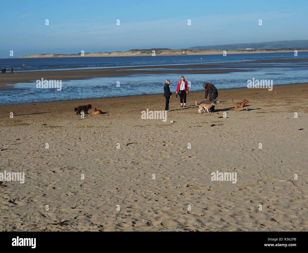 Des groupes de promeneurs de chiens sur Instow Beach North Devon UK Banque D'Images