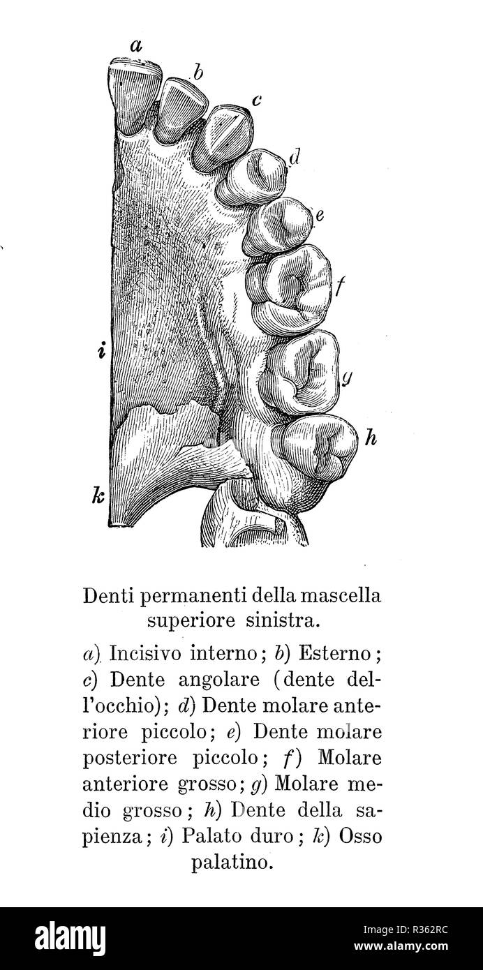 Vintage illustration de l'anatomie, les dents permanentes de la mâchoire supérieure gauche italienne avec des descriptions anatomiques Banque D'Images